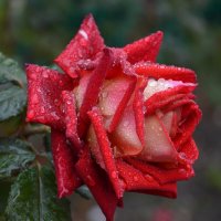 "...Мелодия Дождя..." :: Надежда Куркина 