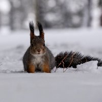 Ну фотай уже, я улыбаюсь! :: Михаил Петрик Ну фотай уже, я улыбаюсь! :: Михаил Петрик