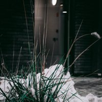 Пучок травы :: Никита Денисович