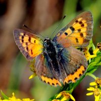 опять про бабочек...191 :: Александр Прокудин опять про бабочек...191 :: Александр Прокудин