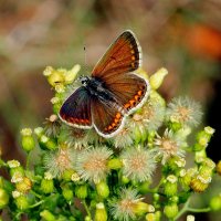 опять про бабочек...195 :: Александр Прокудин