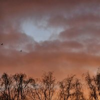 Оранжевое небо :: Мария Яковлева
