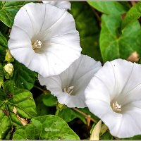 Про июнь... :: Aquarius - Сергей