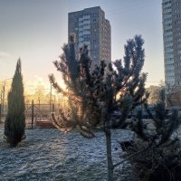 Утро :: Сапсан 