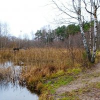 Природа в первой декаде декабря. :: Милешкин Владимир Алексеевич Природа в первой декаде декабря. :: Милешкин Владимир Алексеевич