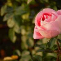 Роза для Аиды. :: Юрий Полторыхин.