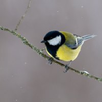 Большая синица в зимний период :: Владимир Лазарев Большая синица в зимний период :: Владимир Лазарев