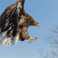 Орлан :: SanSan 