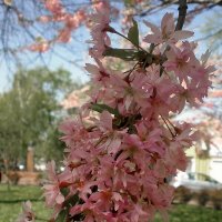 Весна :: Роман Савоцкий