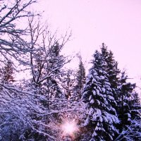 В зимнем лесу :: Людмила Смородинская В зимнем лесу :: Людмила Смородинская