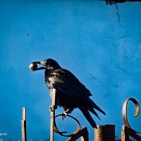 Ворона и орех . :: Сергей Гибков