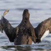 турпан. :: юрий макаров