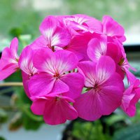 Герань :: Галина Нестратова