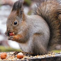 Белка :: Лина 