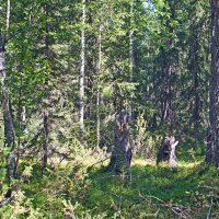 Вокруг тайга. :: ВикТор Быстров Вокруг тайга. :: ВикТор Быстров