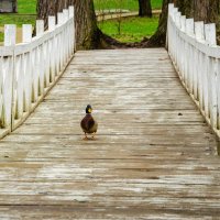 _____ :: Галина Ложечникова