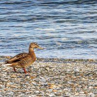 Яхт Клуб :: Дмитрий