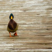 ___ :: Галина Ложечникова