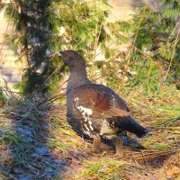 Глухарь :: Ольга Митрофанова