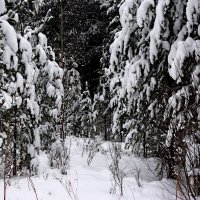 *** :: Александр *** :: Александр