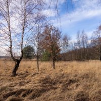 *** :: Николай Гирш