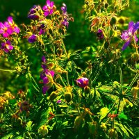 ***на рассвете*** :: Olga Oskolkova