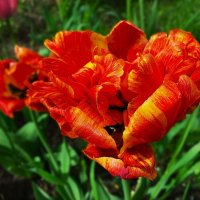 ***тюльпаны пламенные*** :: Olga Oskolkova ***тюльпаны пламенные*** :: Olga Oskolkova