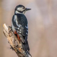 Большой пёстрый дятел. :: Nik Lovec