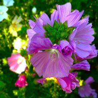 ***в лучах заката*** :: Olga Oskolkova