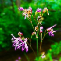 ***скромность*** :: Olga Oskolkova