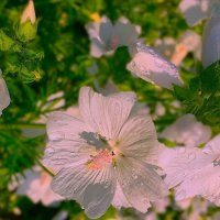 ***нежность*** :: Olga Oskolkova ***нежность*** :: Olga Oskolkova