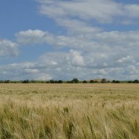 ...Облака...белокрылые лошадки.... :: Надежда Куркина 