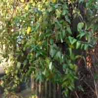 Жимолость :: Наталья 