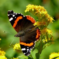 опять про бабочек...200 :: Александр Прокудин опять про бабочек...200 :: Александр Прокудин