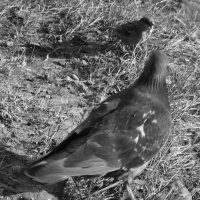 *** :: Сергей Сергеев