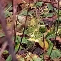 Примула :: Сапсан 