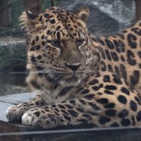Дальневосточный леопард :: <<< Наташа >>>