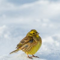 Овсянка на снегу :: Владимир Лазарев