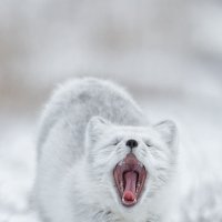 Котики-3 :: irina Schwarzer Котики-3 :: irina Schwarzer