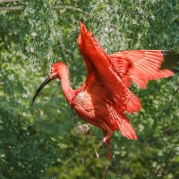 Ибис алый :: SanSan 