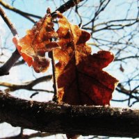 Самые стойкие :: Людмила Смородинская