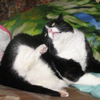 Отмывается после прогулки :: Людмила Смородинская