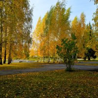 Новочебоксарск. Осенние берёзки у Центра развития творчества детей и юношества. :: Пётр Чернега