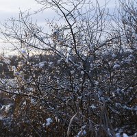 * :: Сергей Цветков