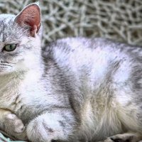 Бурмилла короткошёрстная :: Aleksey Afonin