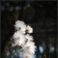 *** :: Александр. AVG100 --- *** :: Александр. AVG100 ---