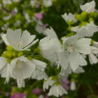 "цветы под дождем" :: Olga Oskolkova