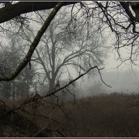 *** :: Aleksandr Gal