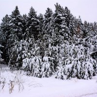 *** :: Александр 