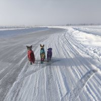 Дорога на озере :: Anna Ivanova